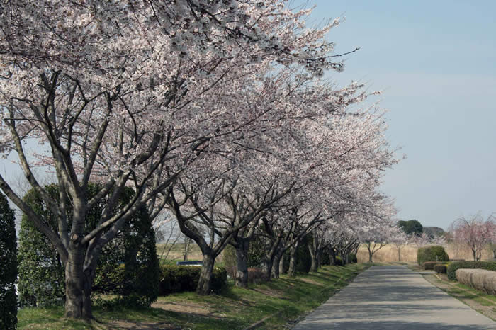 桃畑緑地公園の桜