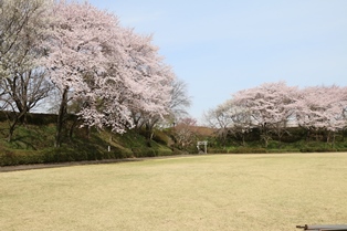 桜開花状況