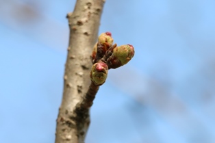 3月28日桜開花状況1