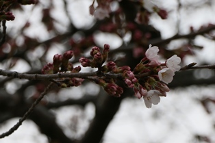 4月3日桜開花状況1