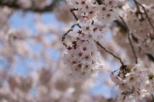 4月10日桜開花状況1