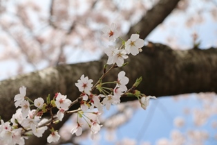 4月12日桜開花状況1