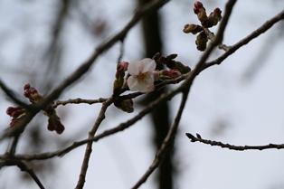 4月3日桜開花状況1