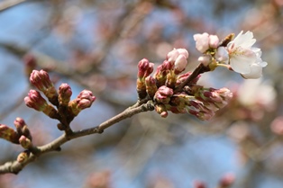4月5日桜開花状況1