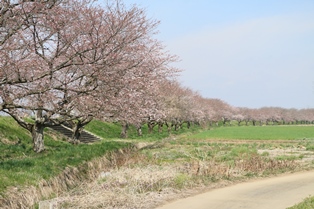 4月6日桜開花状況2