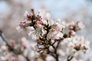 4月10日桜開花状況1