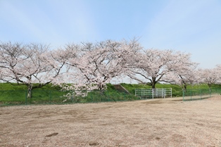4月10日桜開花状況2
