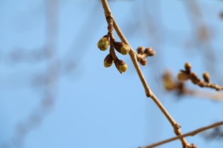3月29日桜開花状況1