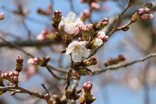 4月5日桜開花状況1