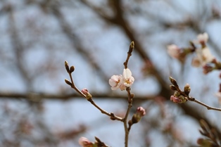 4月6日桜開花状況1