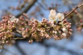 3月27日富士山公園桜1