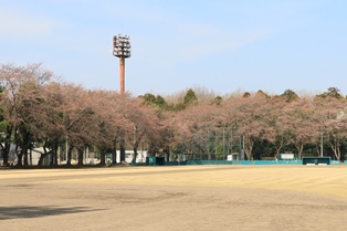 3月27日富士山公園桜2