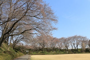 3月27日城址公園桜2