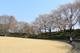 3月28日城址公園桜2