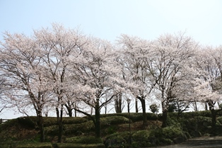 3月29日城址公園桜2