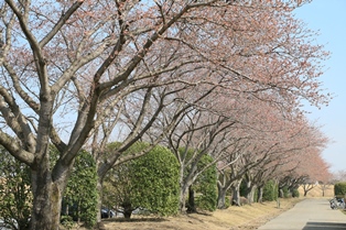 桃畑緑地公園桜2