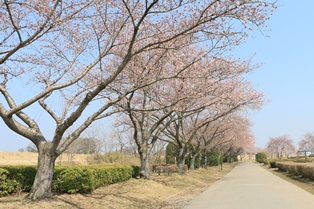 桃畑緑地公園桜2