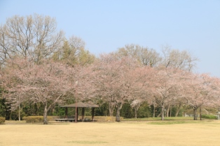 蓼沼親水公園桜2