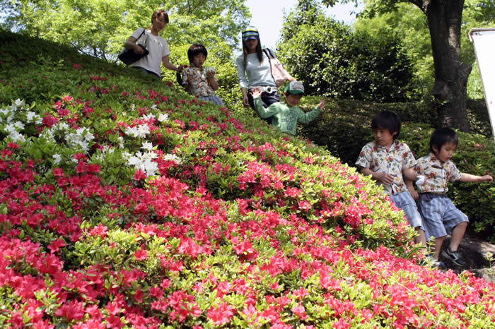 城址公園のツツジ