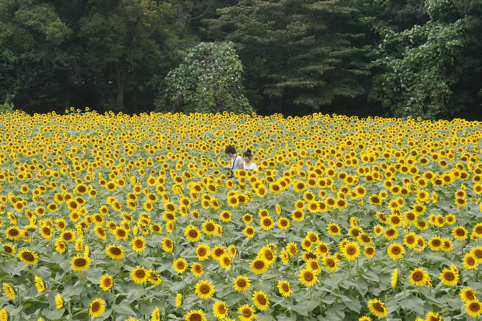 80,000本のひまわりの中で（かみのかわサンフラワー祭り）