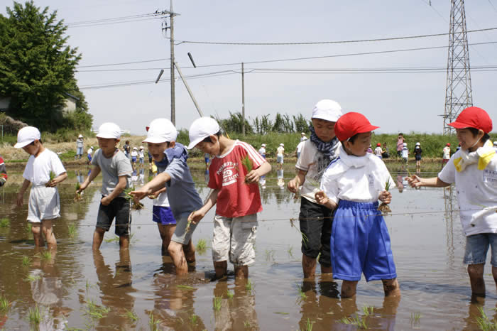 明治南小学校の児童が田植えをする様子