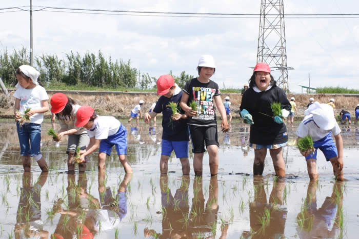 田んぼで、どろんこ、楽しいよ。（明治南小学校田植え）