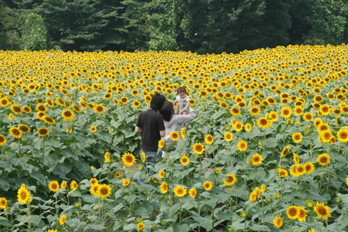 すくすく育て、ひまわりのように。（第3回かみのかわサンフラワー祭り）