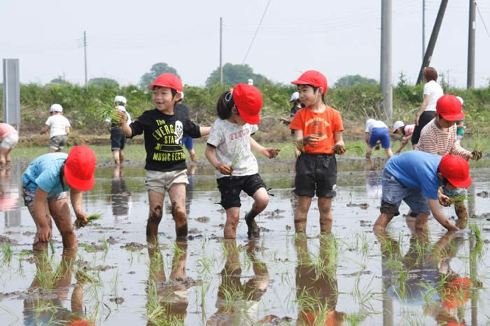 明治南小学校田植え