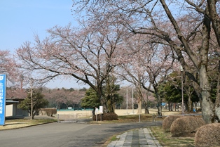 4月5日桜開花状況2