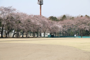4月6日桜開花状況2