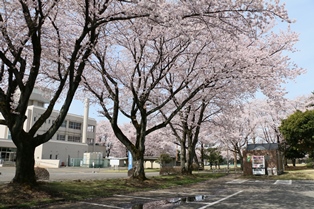 4月10日桜開花状況2
