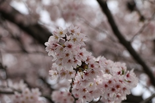 4月12日桜開花状況1