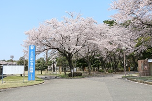 4月14日桜開花状況2