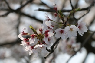 4月14日桜開花状況1