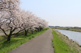 4月14日桜開花状況2