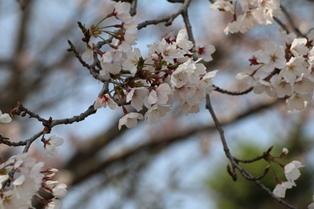4月14日桜開花状況1