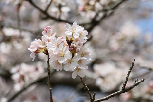 3月29日富士山公園桜1