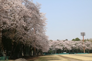 3月29日富士山公園桜2
