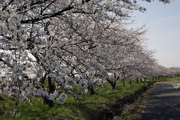 田川桜堤 田川桜堤