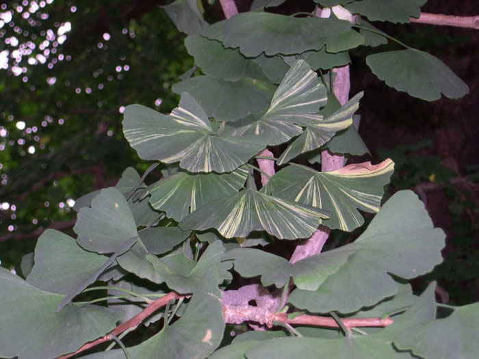 夏生い茂る斑入りの葉