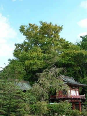 満福寺のイチョウ