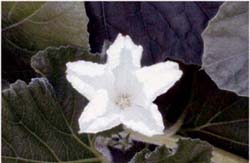 kかんぴょうの花の写真 kかんぴょうの花の写真