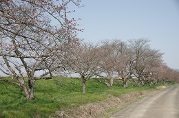 田川さくら堤 田川さくら堤