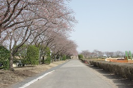 桃畑緑地公園 桃畑緑地公園