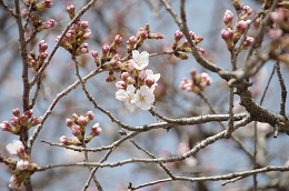 桃畑緑地公園 桃畑緑地公園