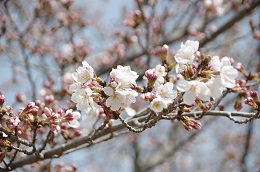 しらさぎ公園