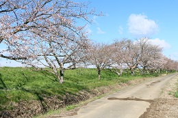 田川さくら堤