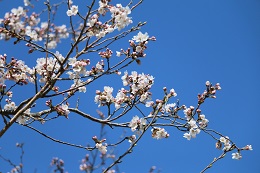 田川さくら堤