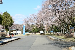 富士山公園 富士山公園