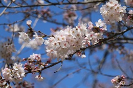 富士山公園